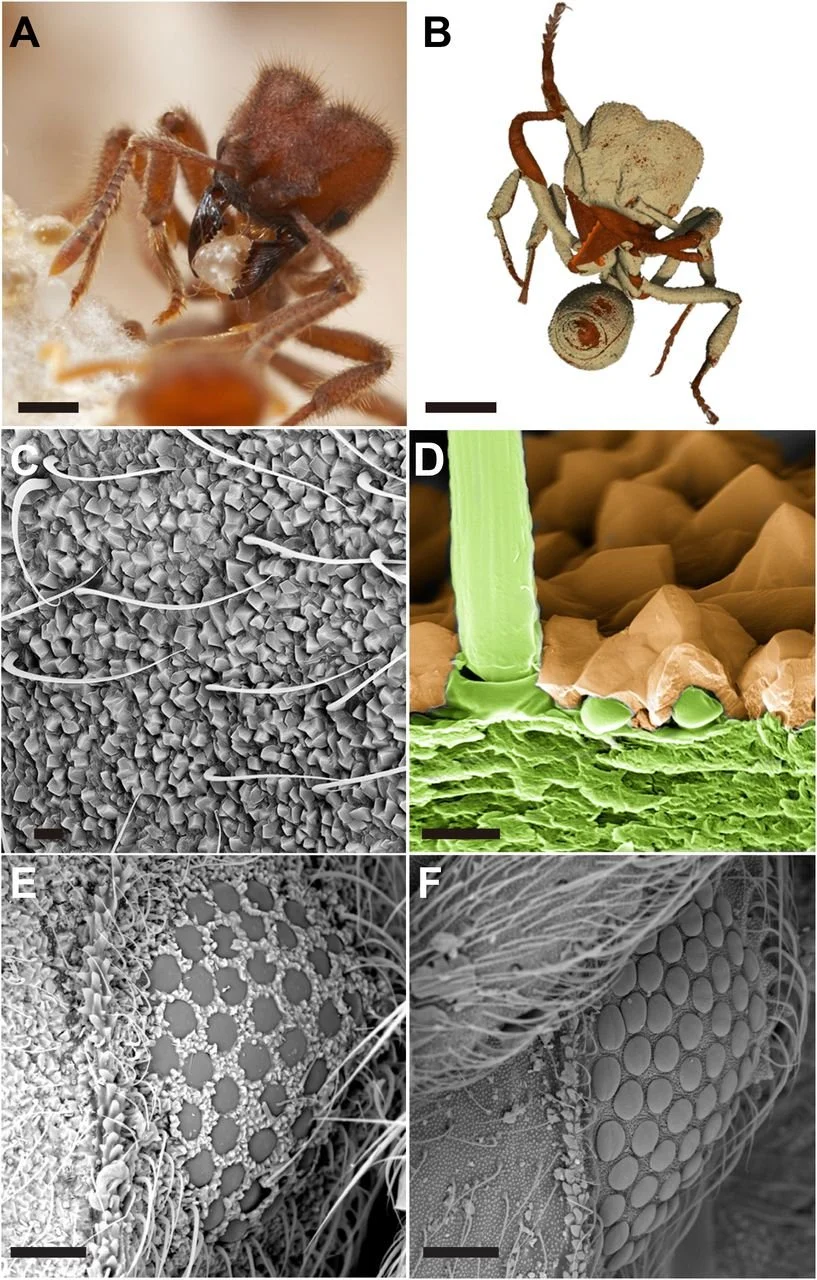 Reconstrucción 3D mediante microscopía de rayos X de una obrera de Sericomyrmex amabilis, que revela un recubrimiento granular externo en su exoesqueleto.