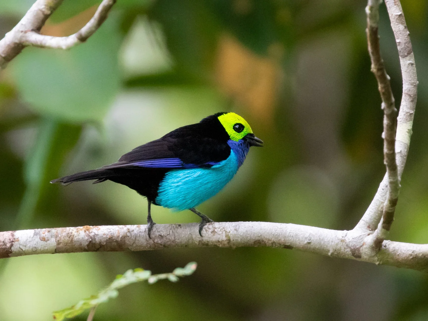 Un ejemplar de tángara del paraíso (Tangara chilensis), una llamativa ave paseriforme de los bosques tropicales de Sudamérica.