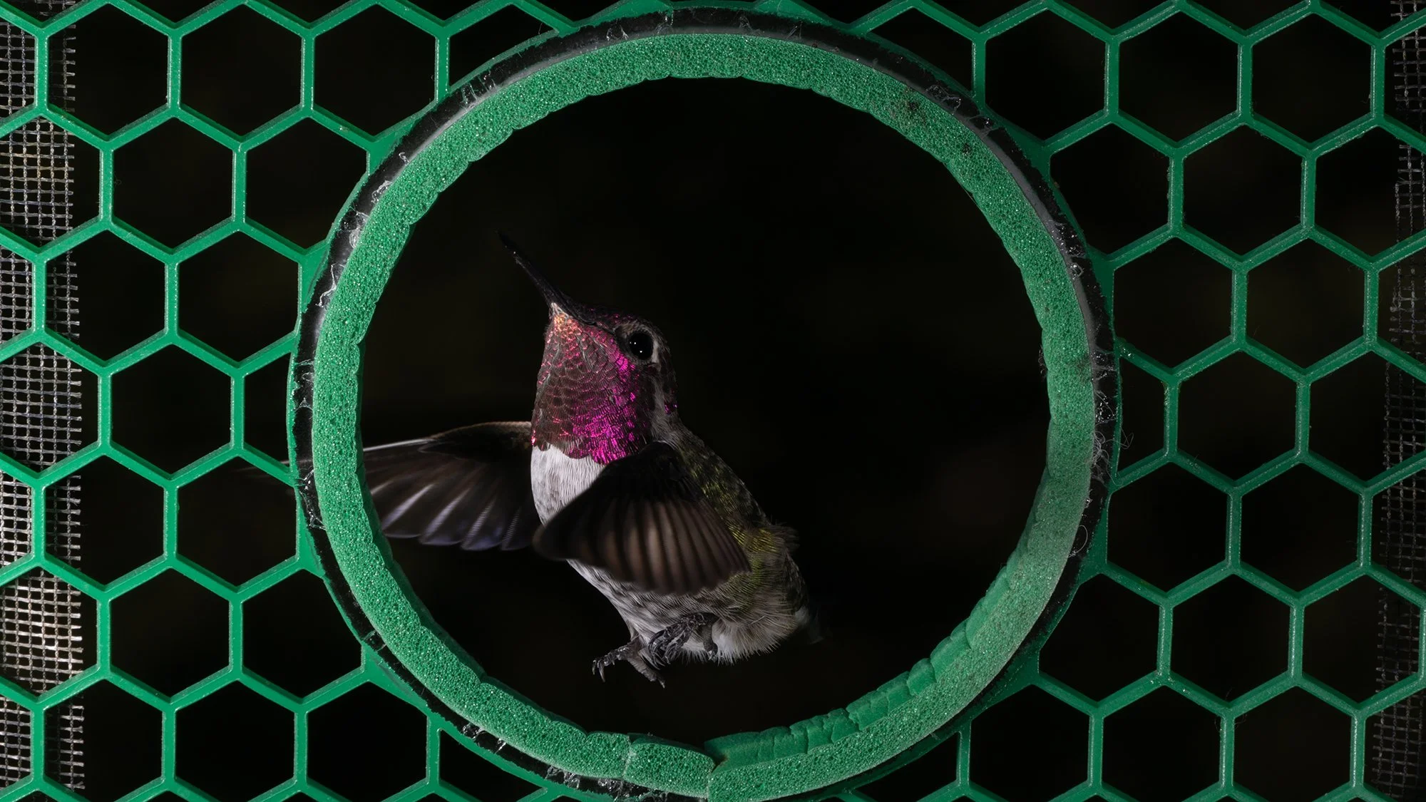 An Anna's hummingbird (Calypte anna)