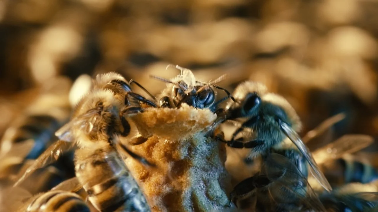 Una abeja reina emerge de su celda real rodeada por obreras que la atienden y protegen.