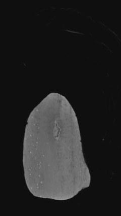 Animación obtenida mediante microtomografía computarizada (micro-CT) de la falange alar fósil del pterosaurio.