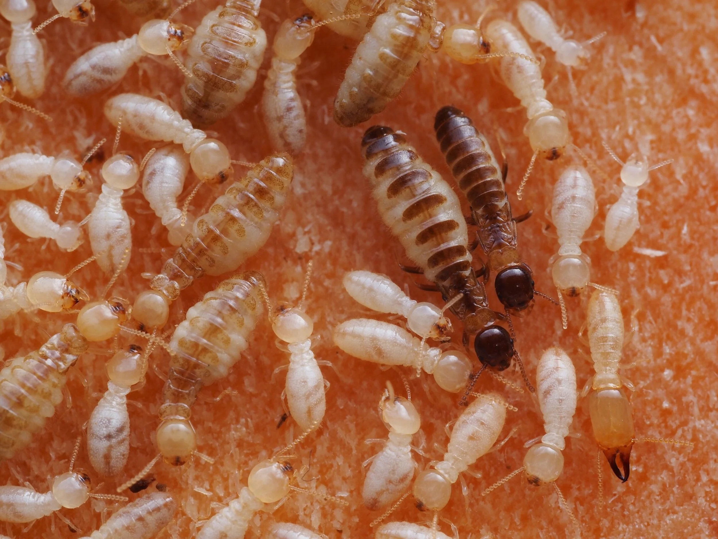 Colonia de Reticulitermes speratus, con individuos de distintas castas —incluidas termitas reproductoras más oscuras— rodeados de obreras, en una sociedad altamente organizada cuyo equilibrio químico interno resulta clave para su supervivencia.