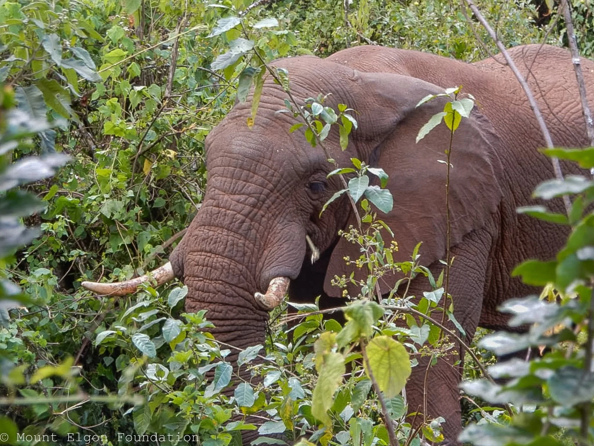 Elefante africano alimentándose entre la vegetación del monte Elgon, en Kenia, donde un nuevo estudio apunta al posible uso de plantas medicinales.