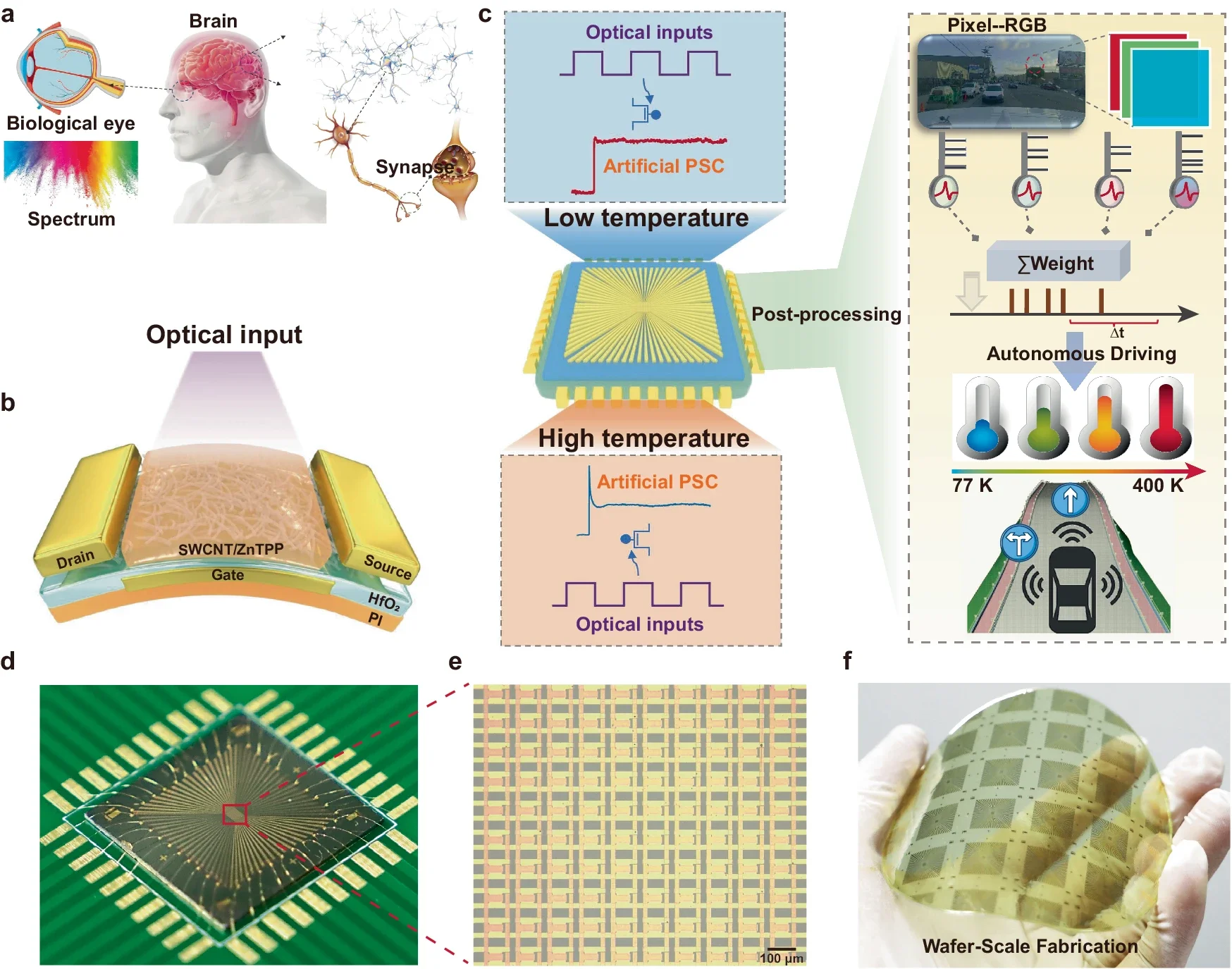 Matriz flexible de sinapsis ópticas inspirada en el sistema visual humano y construida con nanotubos de carbono y porfirinas.