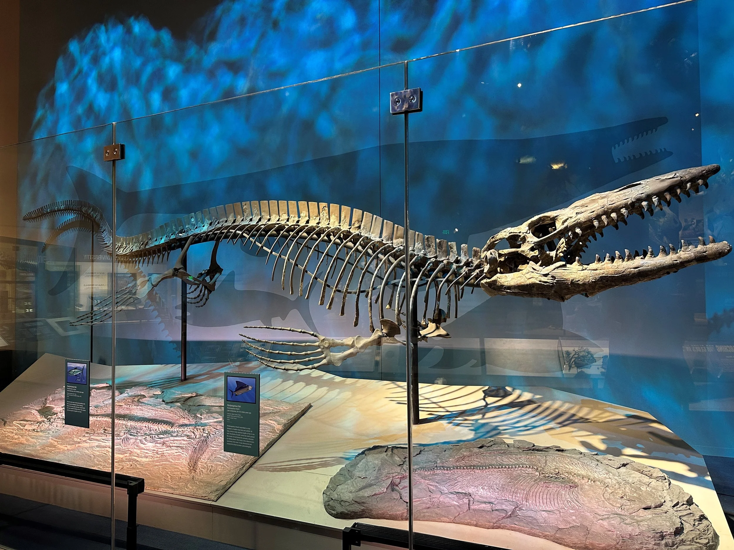 El esqueleto holotipo de Tylosaurus rex, expuesto en el Museo Perot de Naturaleza y Ciencia de Dallas, corresponde al ejemplar gigante descubierto en 1979 que ha permitido describir oficialmente esta nueva especie de mosasaurio.