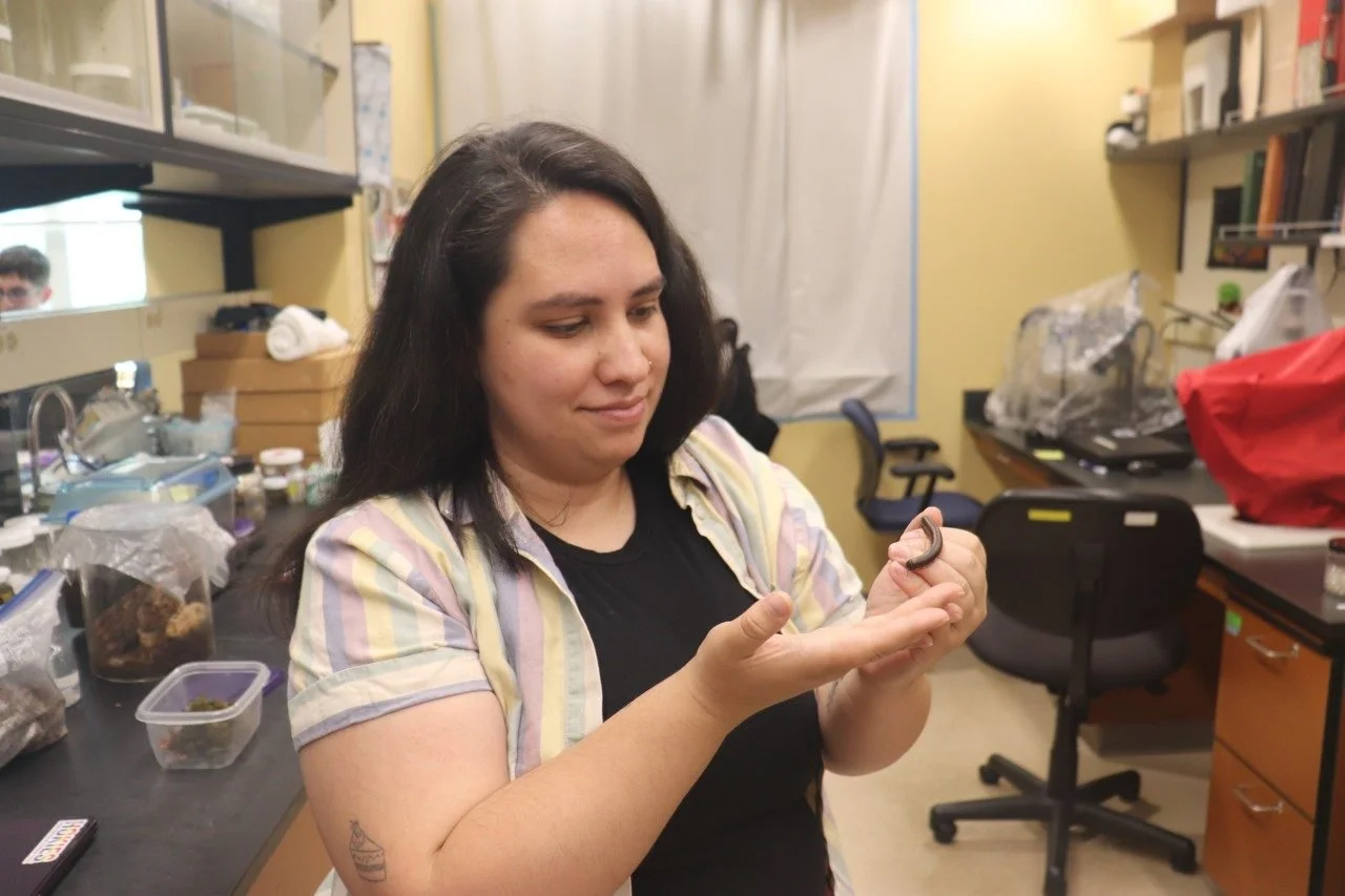 La investigadora Luisa Fernanda Vásquez-Valverde sostiene un milpiés en el laboratorio de Paul Marek, en Virginia Tech.