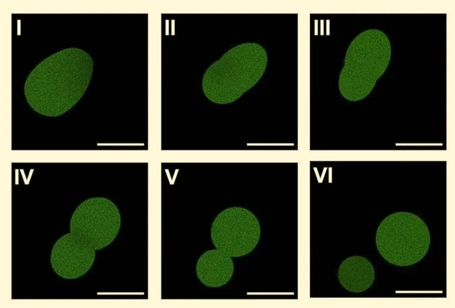 Secuencia de microscopía de fluorescencia que muestra a SpudCell, la célula sintética desarrollada por la Universidad de Minnesota, durante su proceso de división.