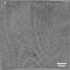 Vídeo in situ de una muestra de agua de mar recogida en Utqiaġvik donde se observan pequeñas células microbianas moviéndose.