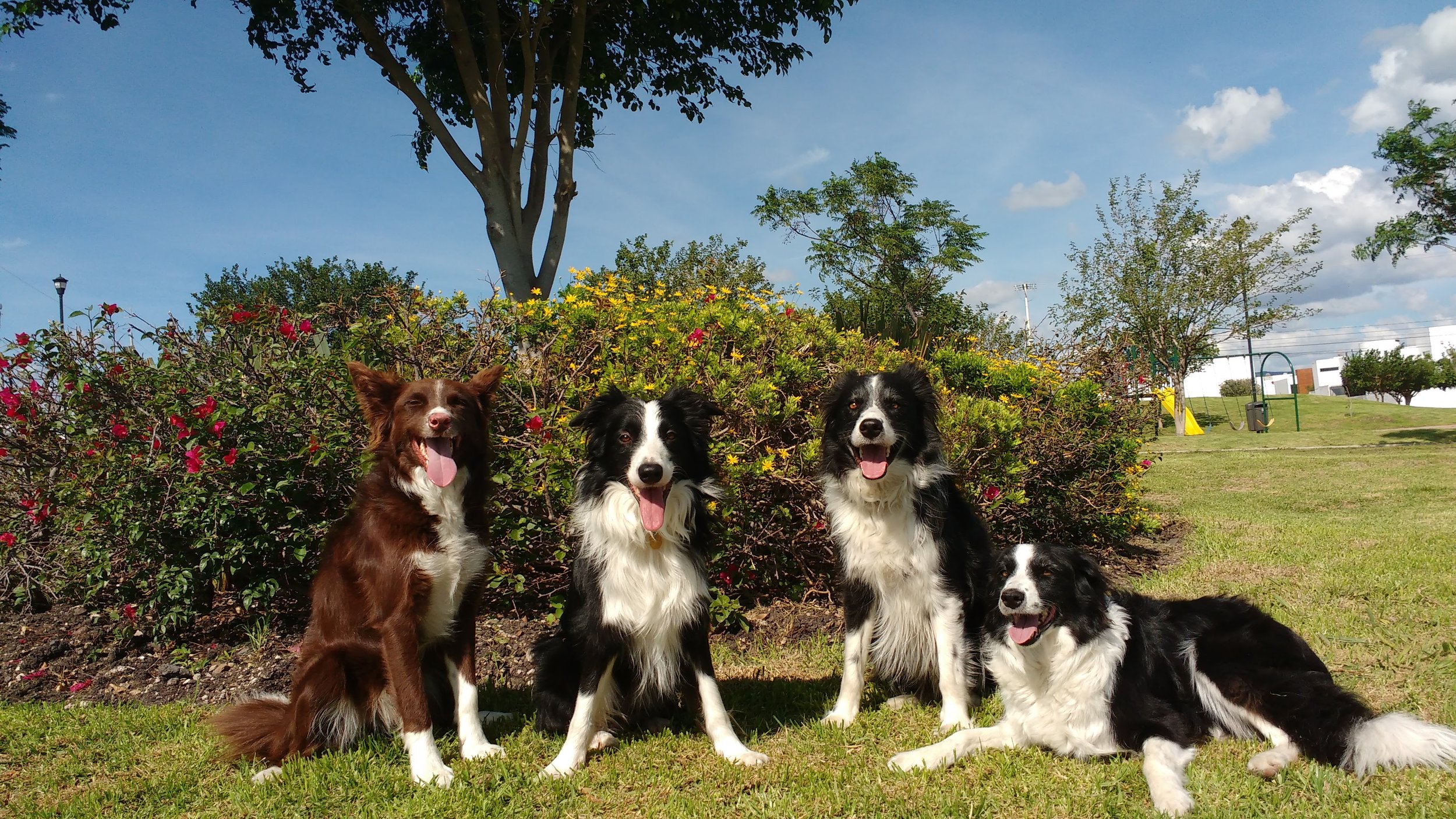 Morante, Kunkun, Odin y Molly, de izquierda a derecha, son cuatro de los perros que participaron en el estudio.
