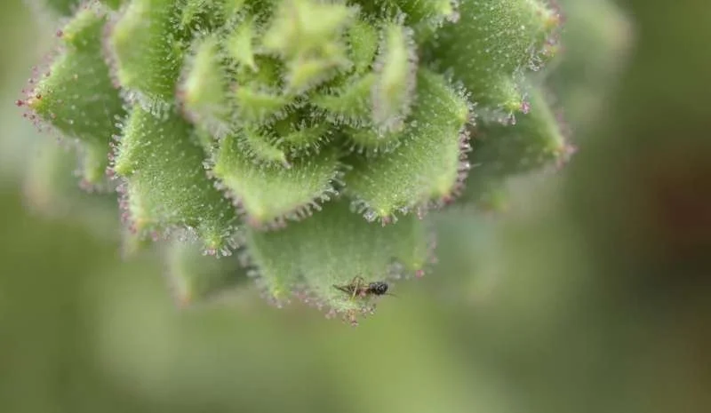 Los diminutos pelos glandulares pegajosos de Saxifraga candelabrum inmovilizan pequeños insectos, el primer paso de un proceso que culmina con su digestión y la absorción de nutrientes.
