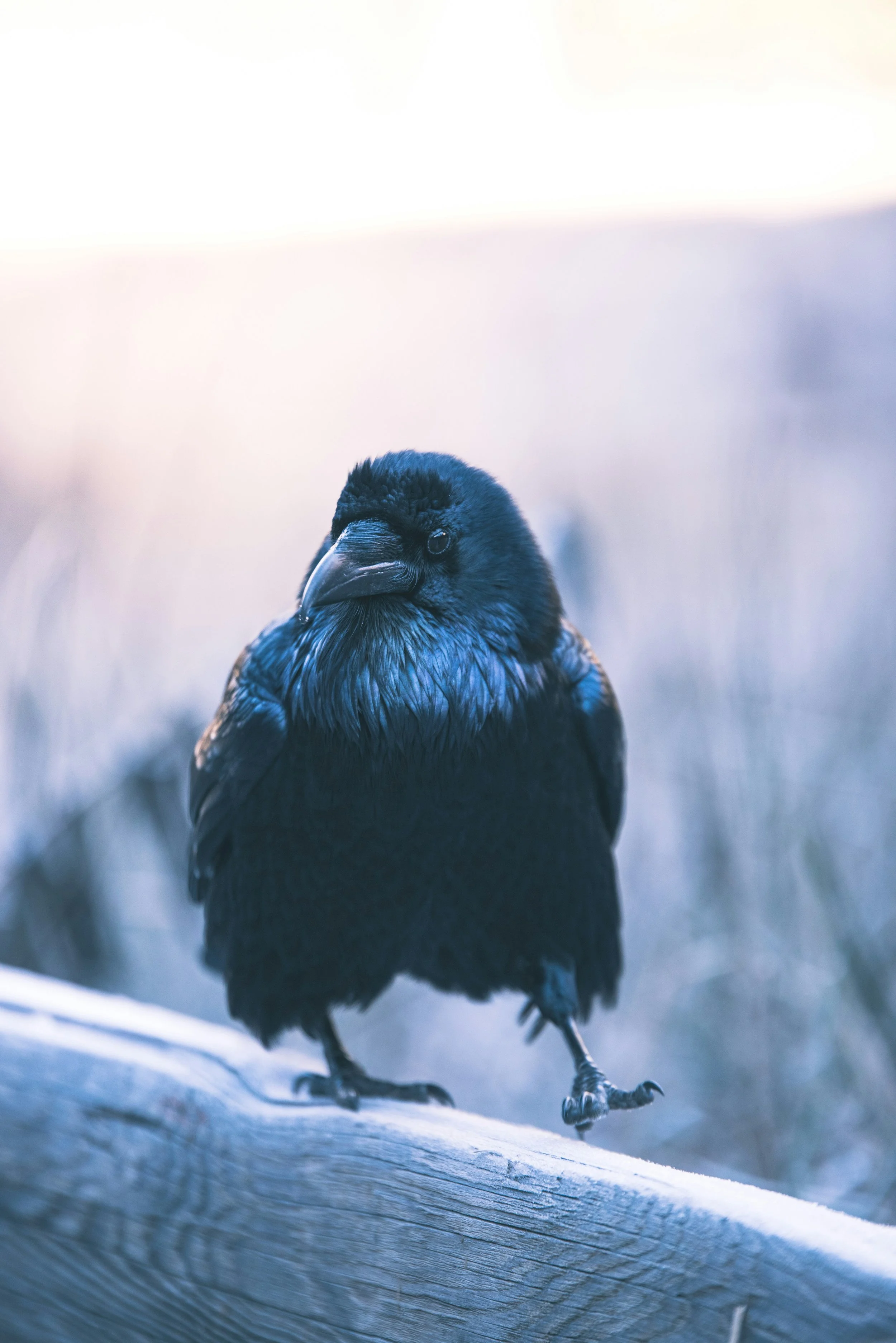 Los cuervos y demás córvidos destacan entre las aves por su extraordinaria inteligencia, su capacidad para resolver problemas complejos, utilizar herramientas y tomar decisiones rápidas y precisas.