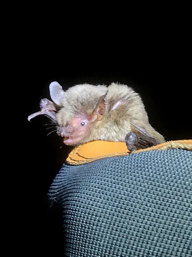 Un investigador sostiene cuidadosamente un pequeño ejemplar de murciélago de las cuevas (Myotis velifer) durante la toma de muestras.