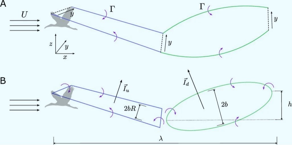 Esquema del modelo aerodinámico utilizado en el estudio para representar la estela generada por un ave en vuelo.