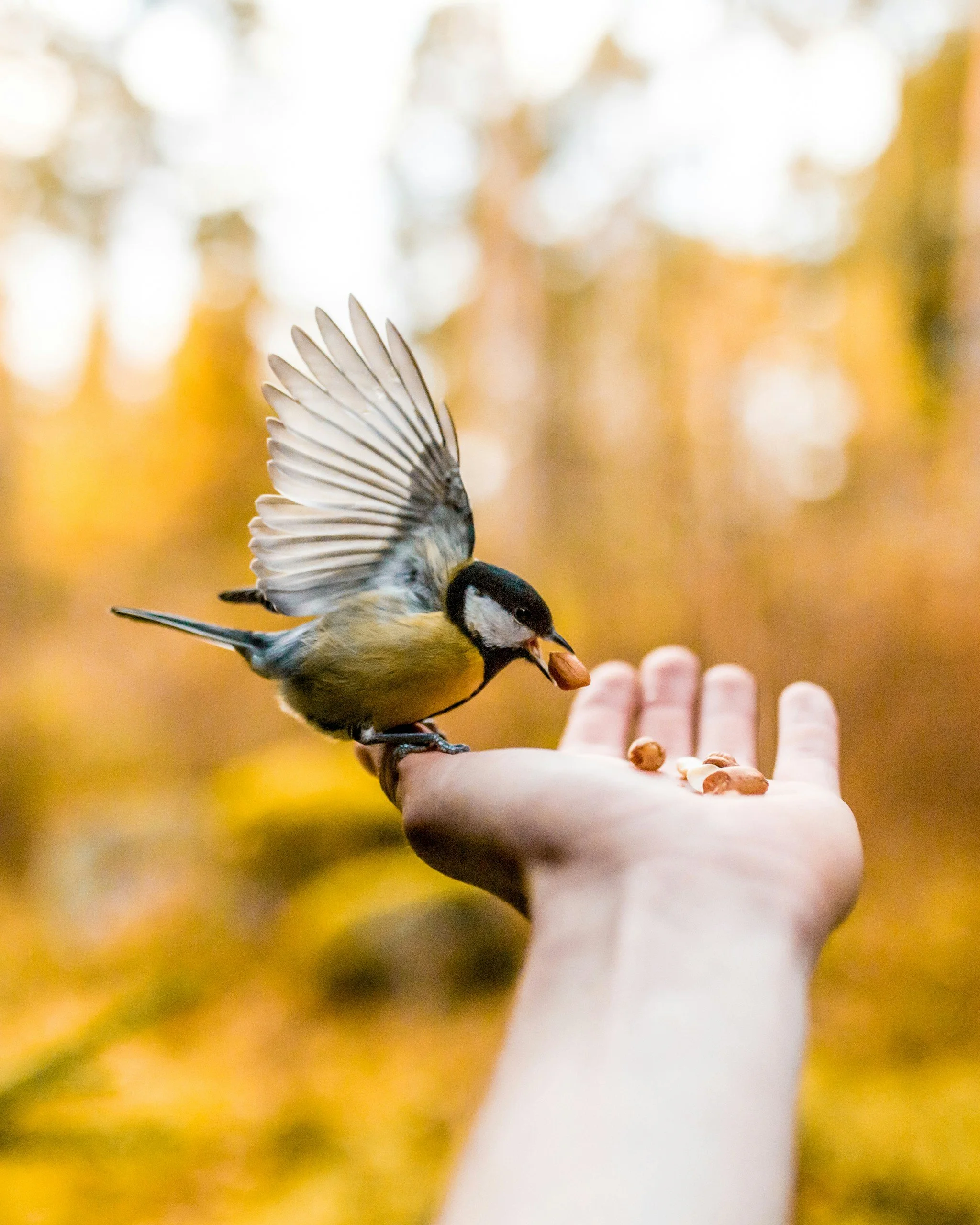Un carbonero común recoge alimento de una mano. La interacción cotidiana con las aves puede despertar curiosidad, captar la atención y ofrecer un descanso mental frente a las preocupaciones