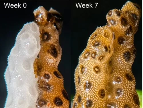 La imagen muestra cómo un fragmento de coral blanqueado (izquierda) recuperó su coloración en siete semanas gracias al contacto directo con otro sano y genéticamente idéntico.