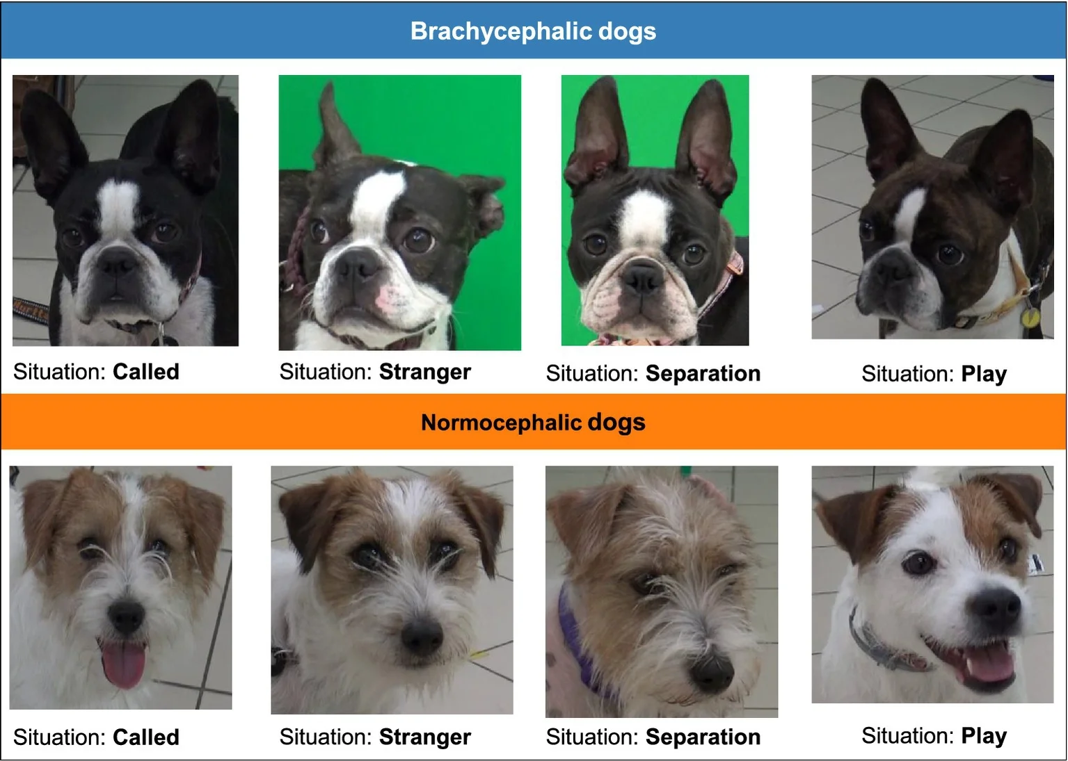 Imágenes de perros utilizadas en el experimento: en la fila superior aparecen perros braquicéfalos de hocico chato, como el boston terrier, mientras que en la inferior se muestran perros normocéfalos