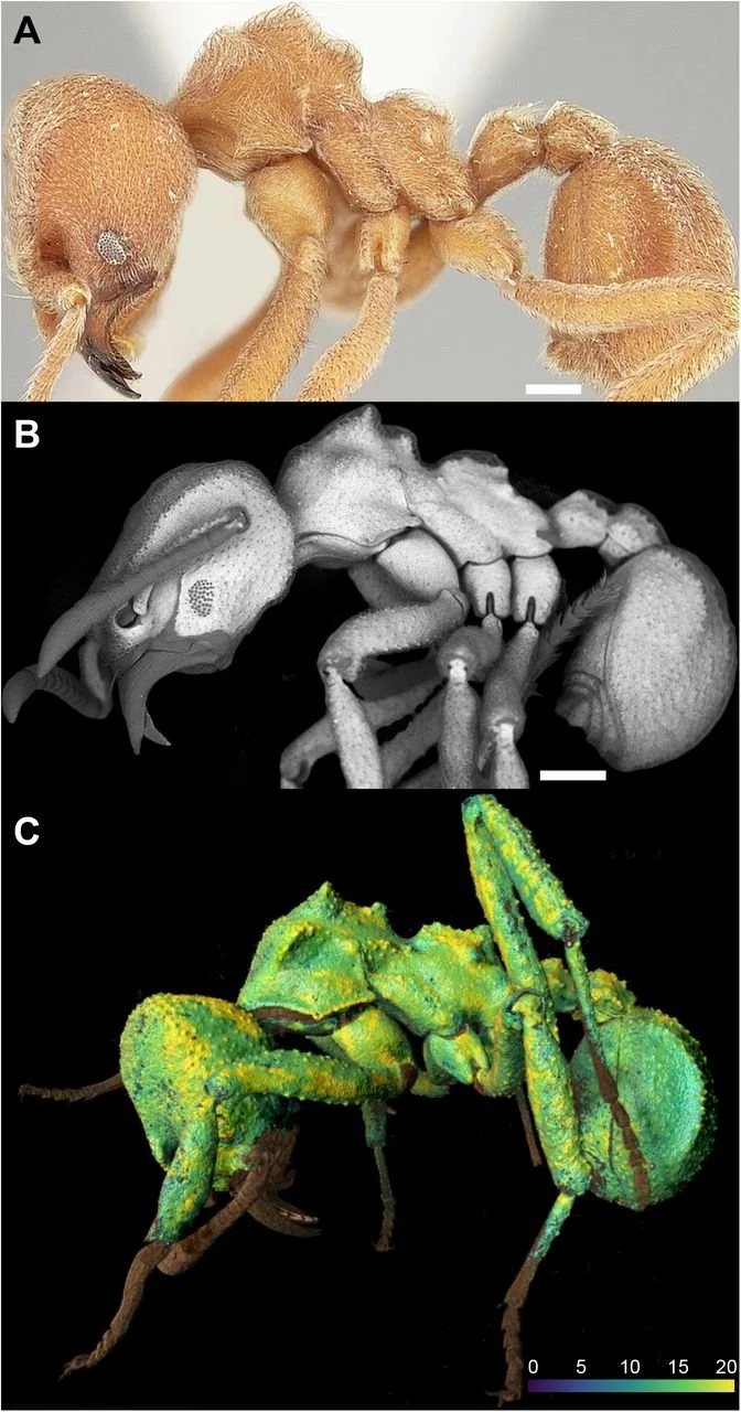 En obreras jóvenes de Sericomyrmex amabilis el biomineral está ausente, incluso alrededor de los ojos compuestos, mientras que en individuos maduros recubre casi todo el cuerpo.