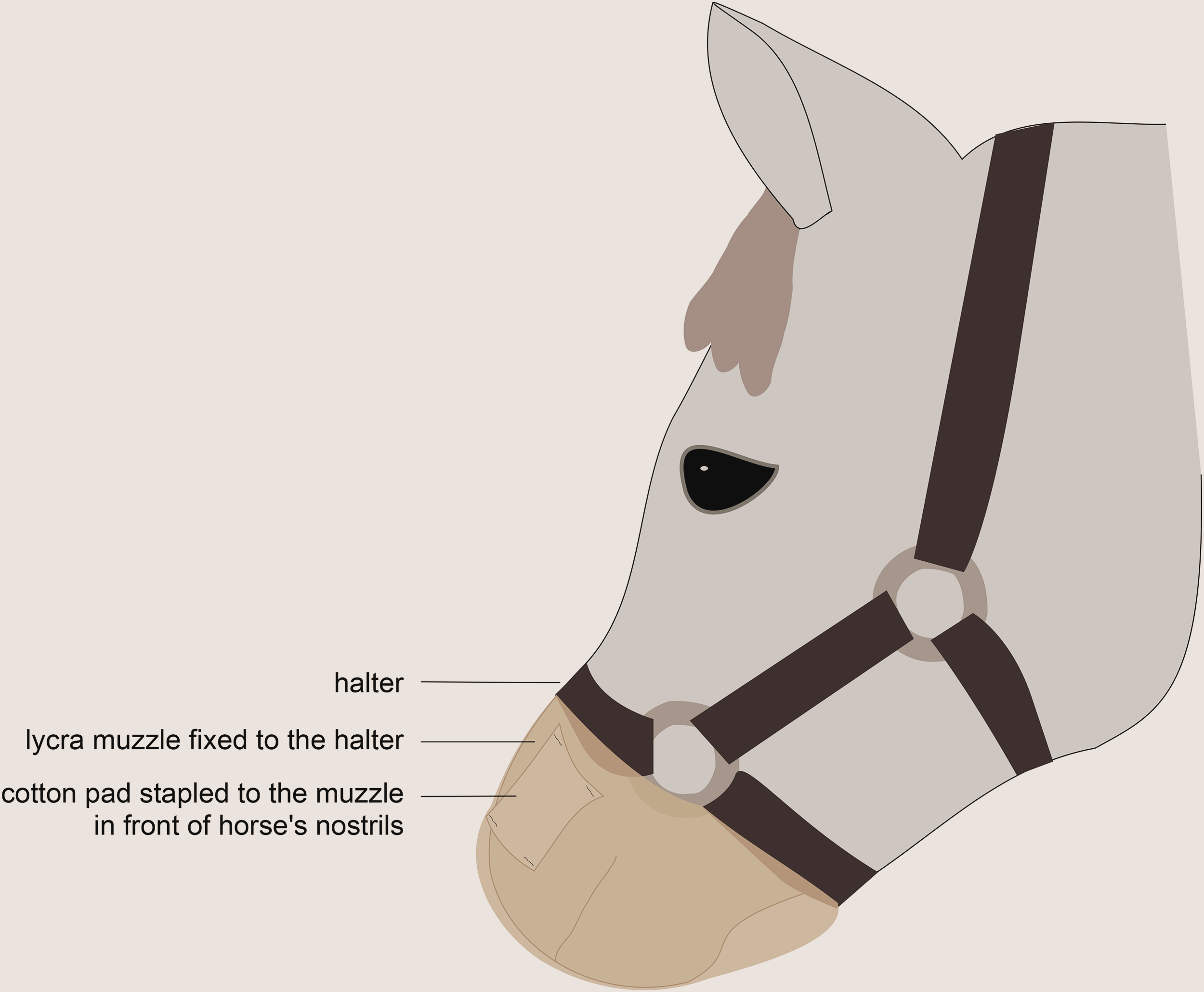 Bozal de licra utilizado en el experimento, con discos de algodón colocados frente a los orificios nasales del caballo para exponerlo a los olores humanos.