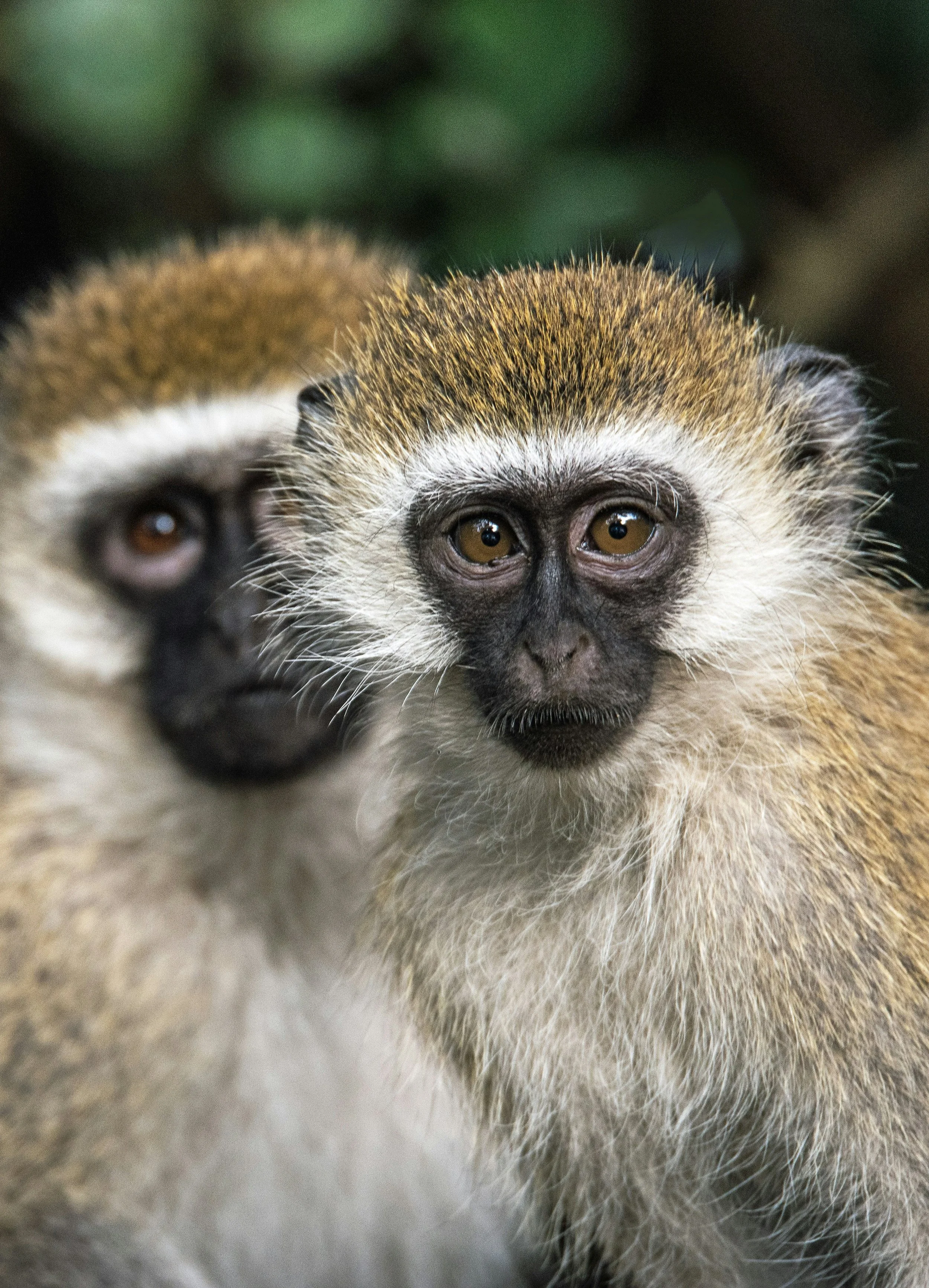 Cercopitecos verdes o vervets (Chlorocebus pygerythrus). Estos primates africanos utilizan diferentes llamadas de alarma para avisar de depredadores como águilas, leopardos o serpientes.