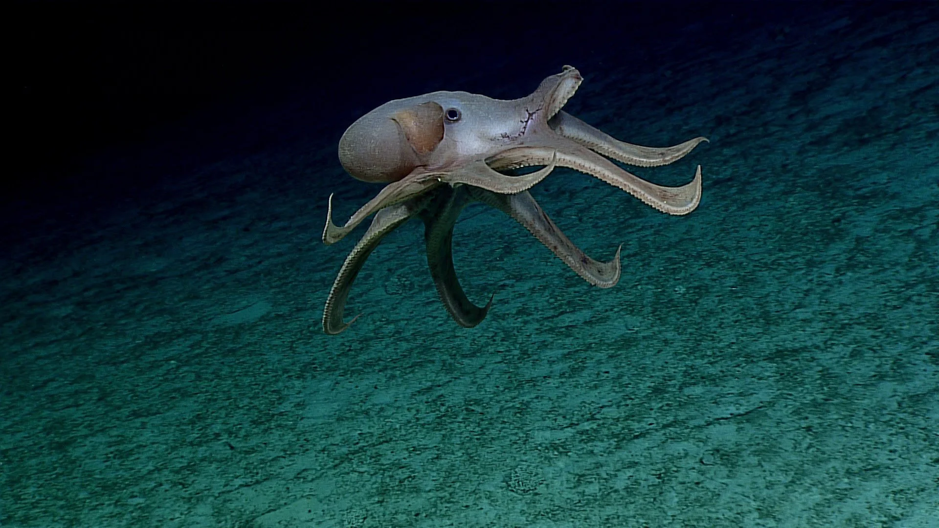 Un pulpo cirrado de aguas profundas (Grimpoteuthis) se desplaza con elegancia gracias a sus aletas laterales, un ejemplo de la diversidad de soluciones evolutivas en los cefalópodos