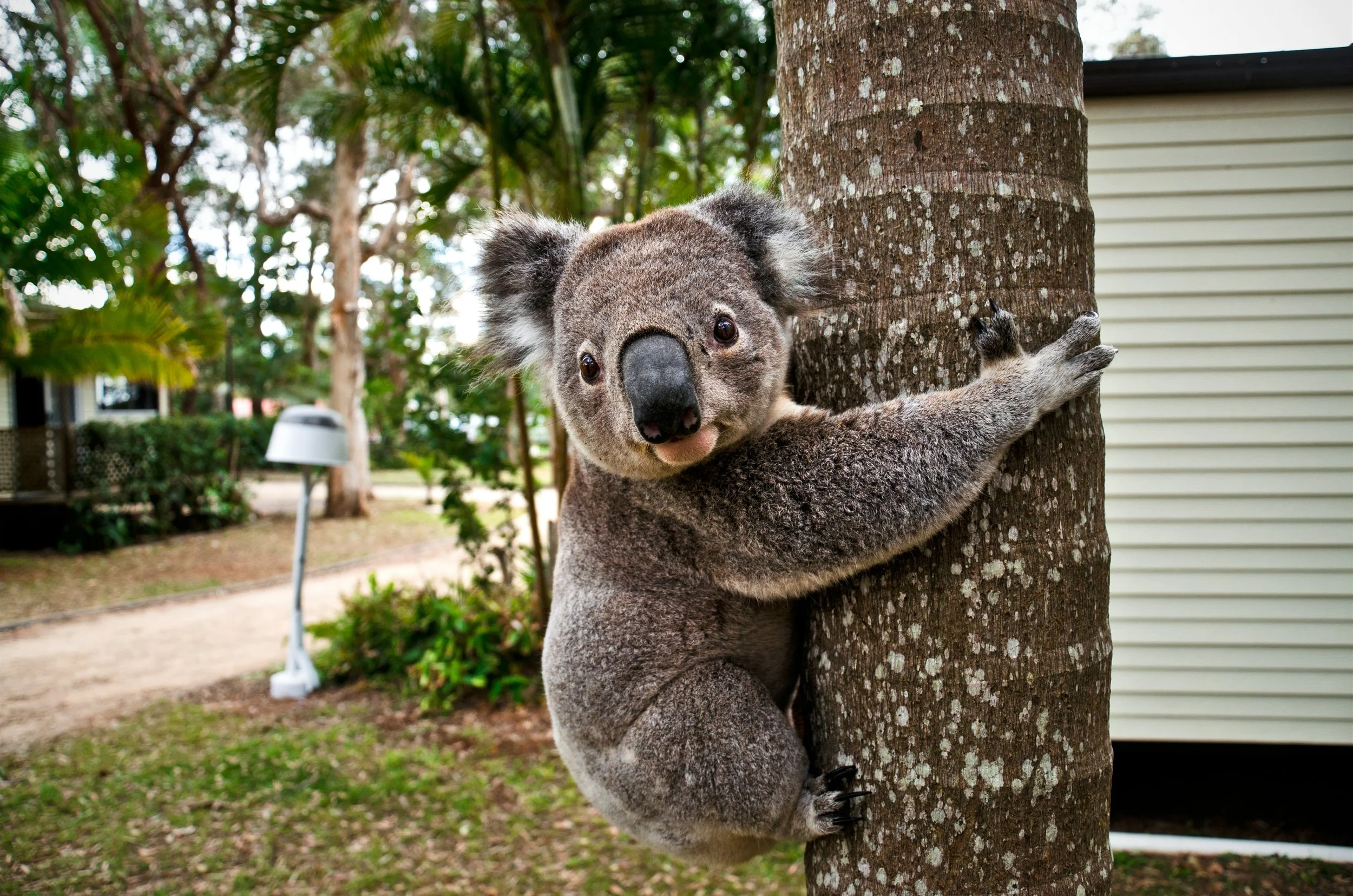 Los análisis de 457 genomas revelan que las poblaciones de koalas comenzaron a disminuir hace unos 100.000 años, mucho antes de la llegada de los primeros seres humanos a Australia.