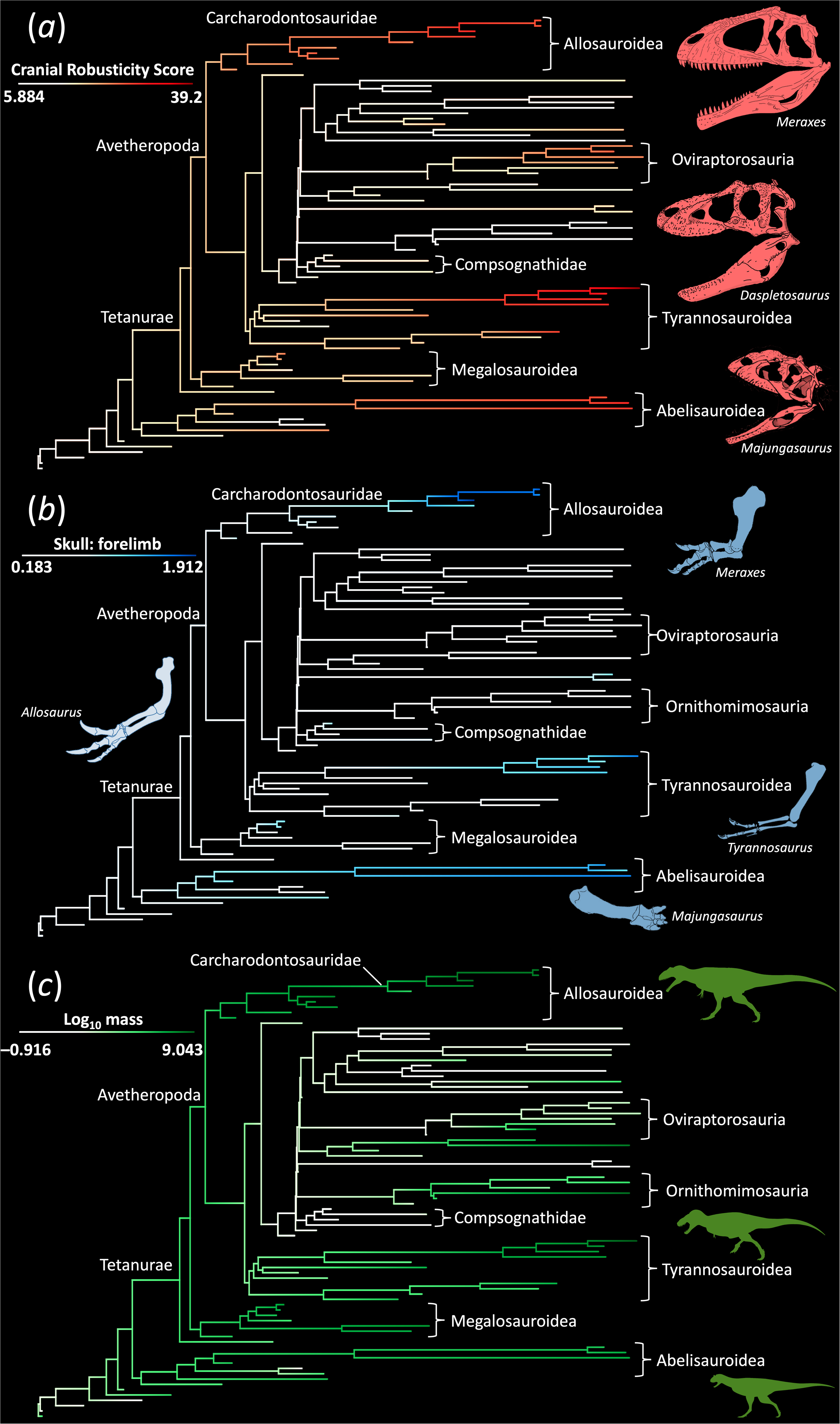 Árbol filogenético elaborado por los investigadores que muestra la relación entre la robustez del cráneo, el tamaño de los brazos y la masa corporal en distintos grupos de dinosaurios terópodos.