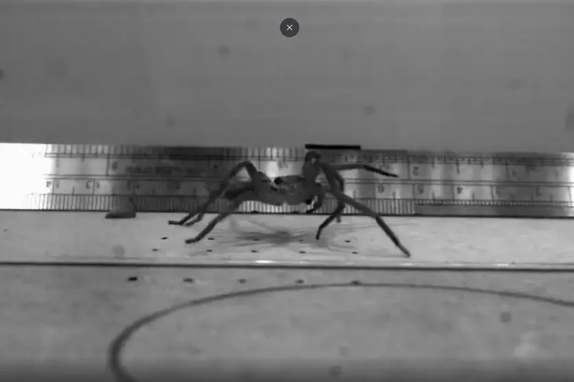 Una araña cazadora (Heteropoda cervina) corre durante una prueba de velocidad realizada con cámaras de alta velocidad.