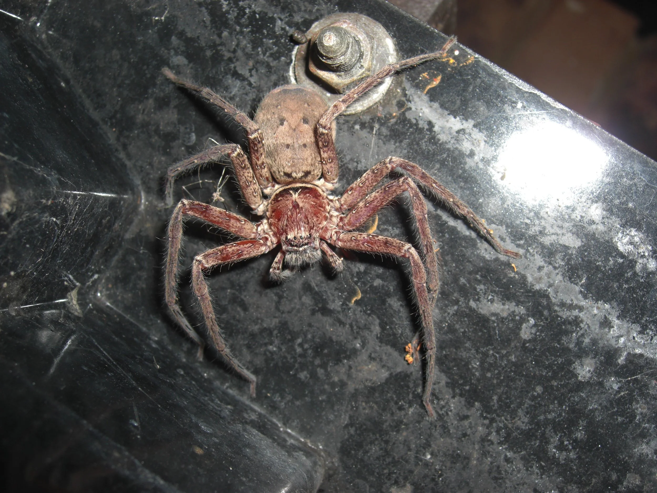 Un ejemplar de Heteropoda cervina, una araña cazadora originaria de Australia. Sus largas patas y su cuerpo aplanado le permiten desplazarse a gran velocidad.