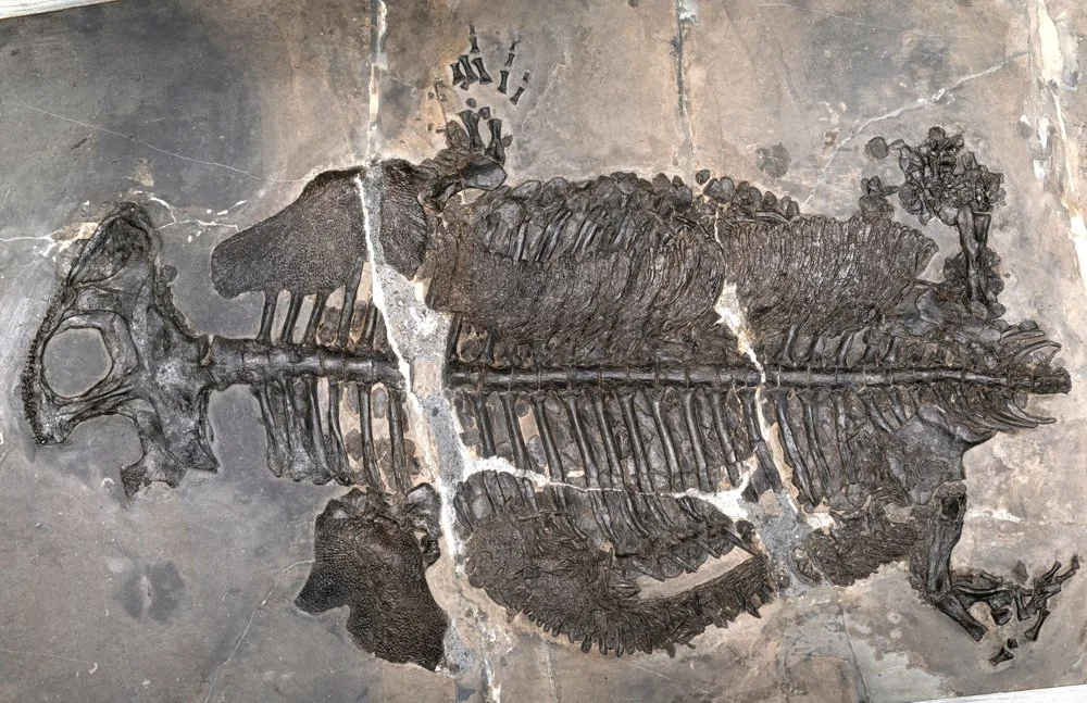 Fósil de Gerrothorax maritimus, un anfibio marino de hace 237 millones de años cuyo cuerpo aplanado y armadura ósea pudieron protegerlo de depredadores como los ictiosaurios.