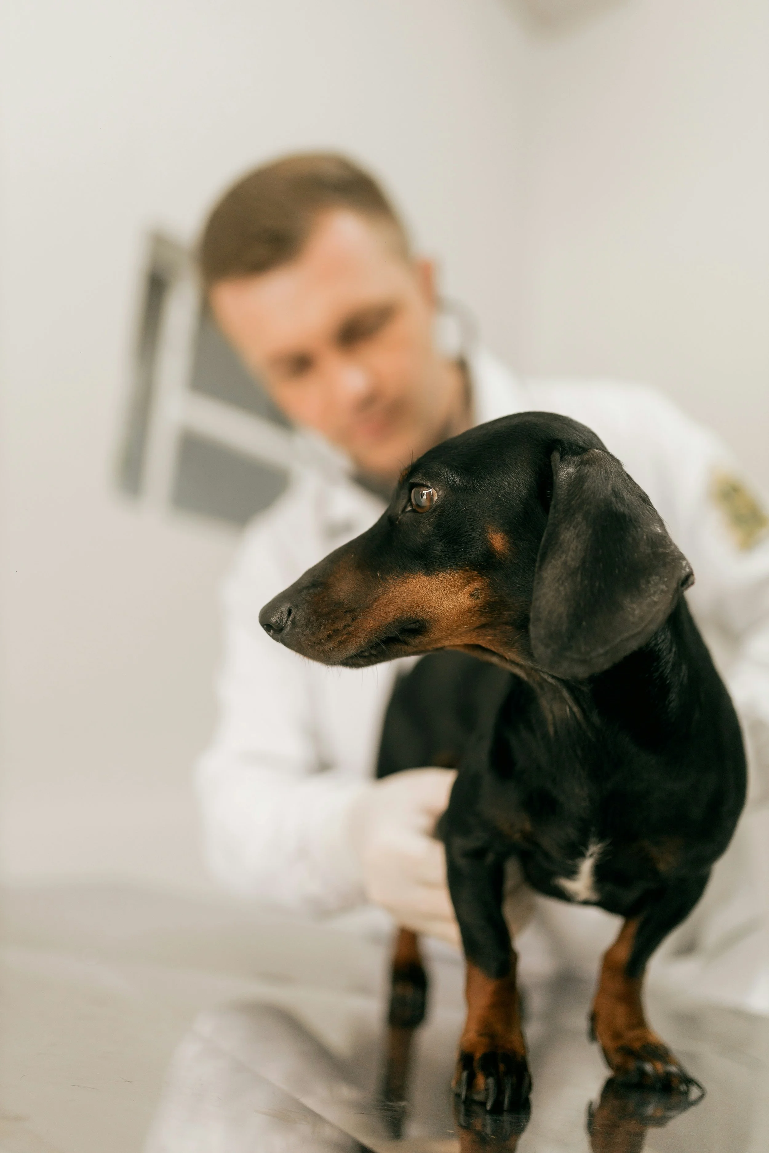 El estudio analizó muestras de sangre de 937 perros del Dog Aging Project para identificar metabolitos capaces de predecir el riesgo de mortalidad, de forma similar a lo observado en las personas.