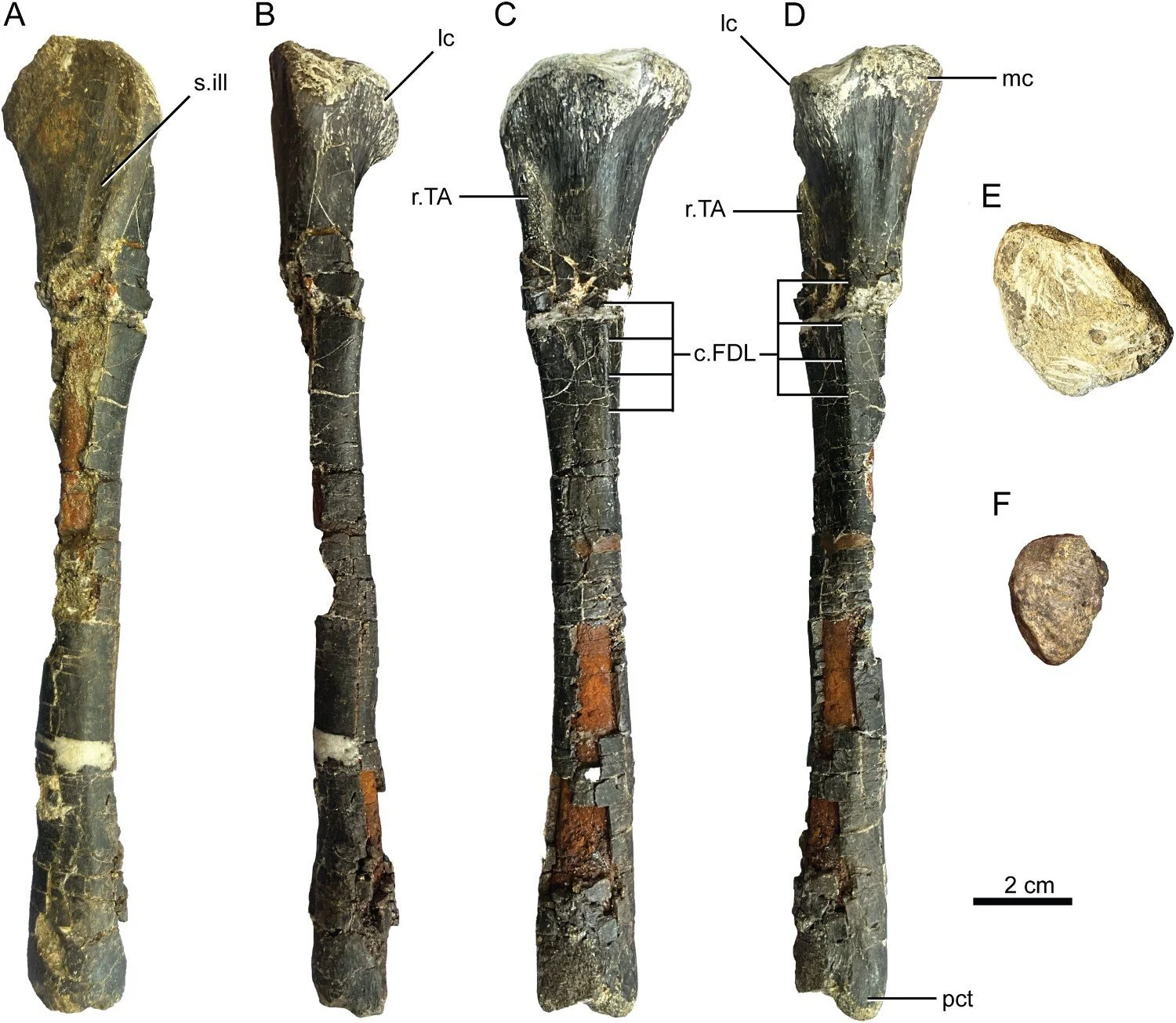 Detalle de la tibia izquierda fosilizada de Labrujasuchus expectatus, vista desde distintos ángulos.