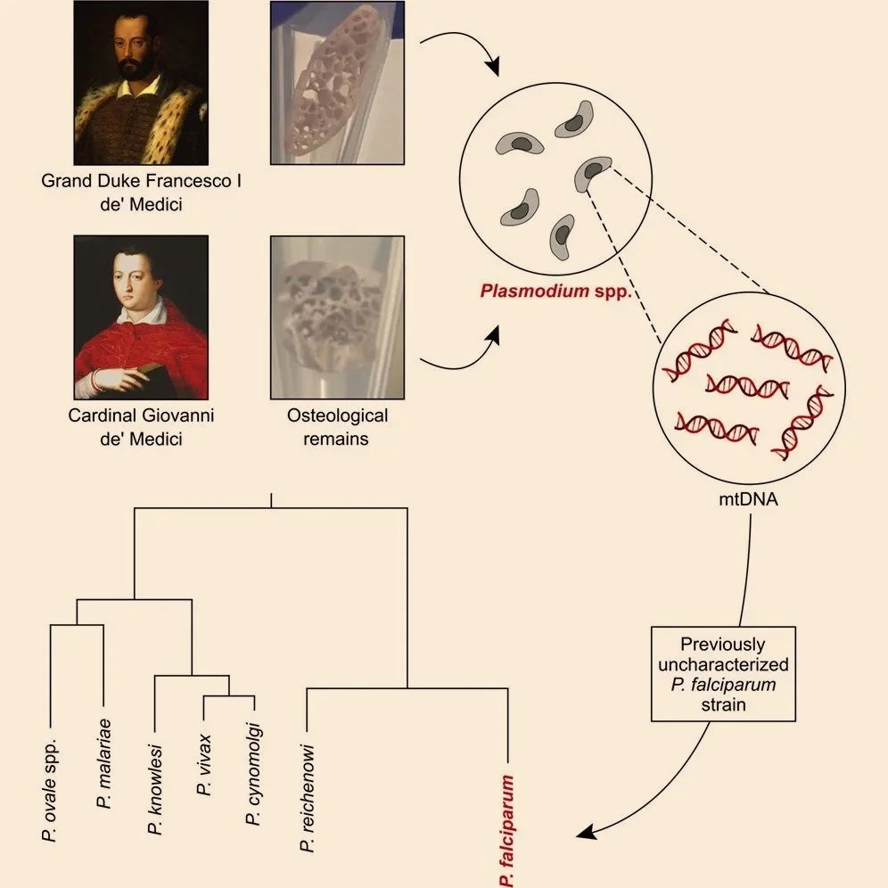 Esquema del estudio que permitió resolver el misterio de los Médici. Los investigadores extrajeron ADN antiguo de restos óseos de Francisco I y del cardenal Juan de Médici para identificar parásitos del género Plasmodium.