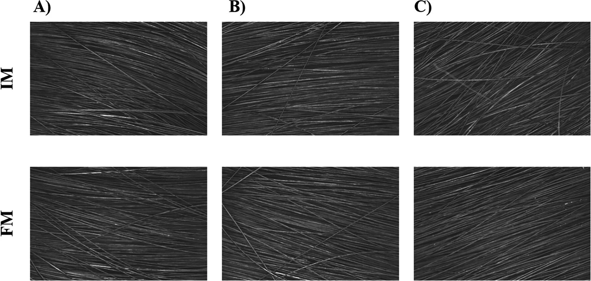 Imágenes ampliadas del cabello antes y después del tratamiento: la formulación con biopolímeros naturales muestra fibras más alineadas y uniformes, asociadas a un aspecto más suave y brillante.
