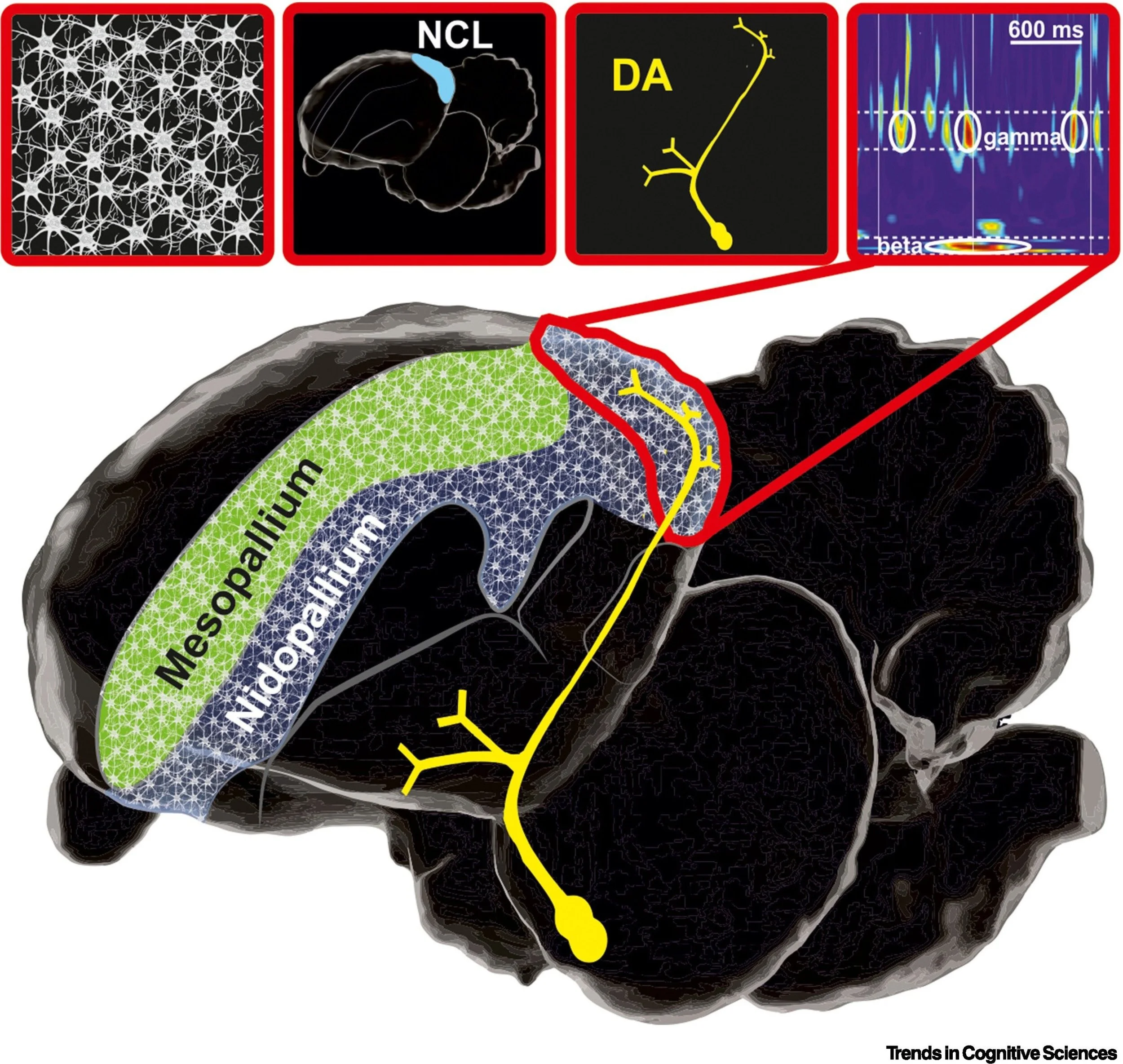 Esquema del cerebro de una paloma que muestra algunas de las características neuronales asociadas a la inteligencia de las aves, como la elevada concentración de neuronas y el nidopalio caudolateral.