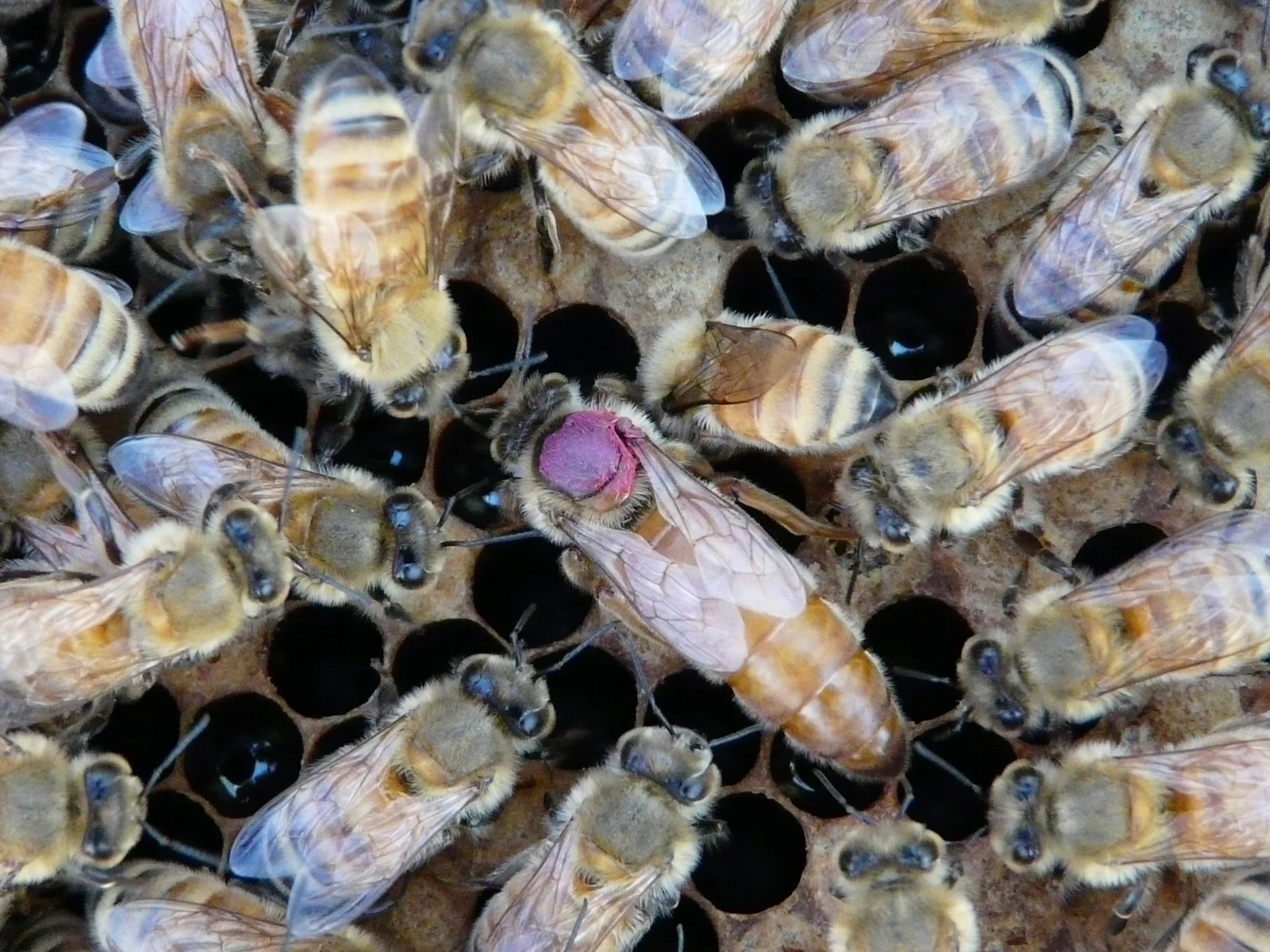 Una abeja reina, identificada con una marca fucsia, permanece rodeada por su séquito de obreras, encargado de alimentarla, protegerla y atender todas sus necesidades dentro de la col