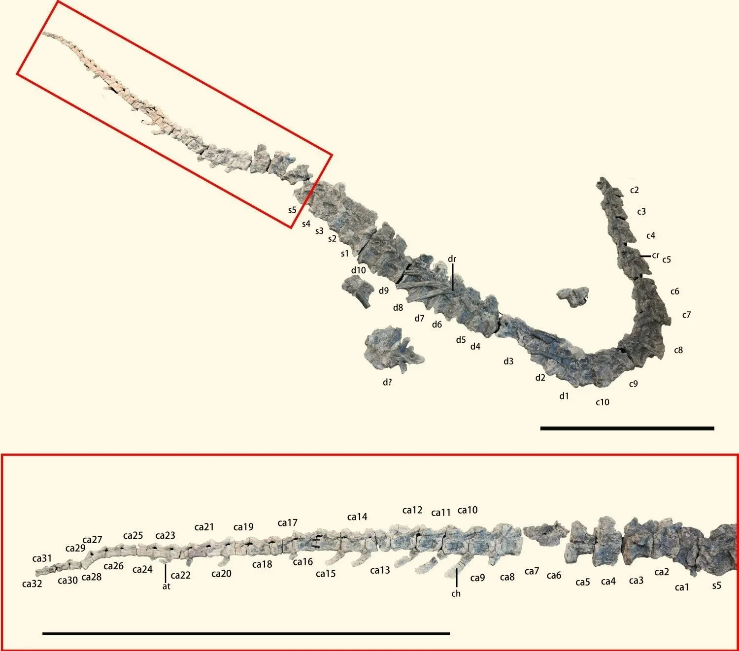 Serie vertebral conservada del Kayrasaurus changliensis, con vértebras cervicales, dorsales, sacras y caudales.