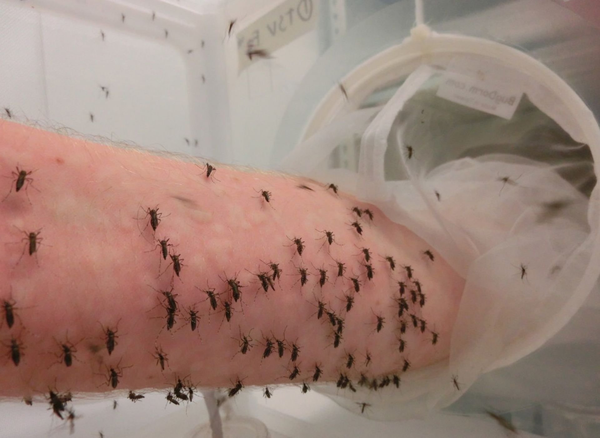 Decenas de mosquitos Aedes aegypti alimentándose de sangre sobre un brazo humano durante un experimento de laboratorio. Las hembras necesitan esta fuente de proteínas para producir sus huevos.