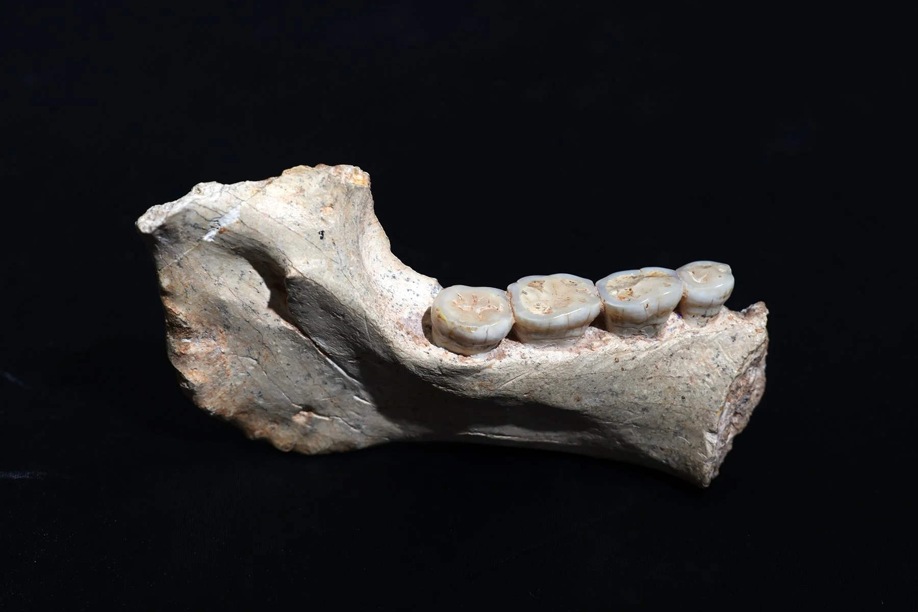 Mandíbula humana ThI-GH-1, hallada en la Cantera Thomas I (Casablanca, Marruecos) y datada en unos 773.000 años, clave para comprender los orígenes del linaje del Homo sapiens.