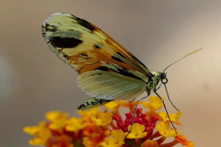 Ejemplar de lepidóptero del anillo de mimetismo “tigre” del Neotrópico, donde distintas especies comparten patrones de color de advertencia para ahuyentar depredadores.