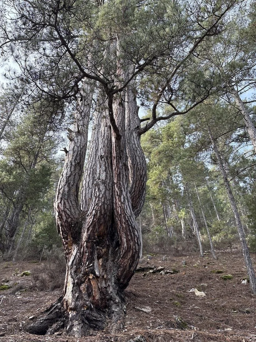 Pino de seis garras, en el municipio de Jabaloyas (Teruel).