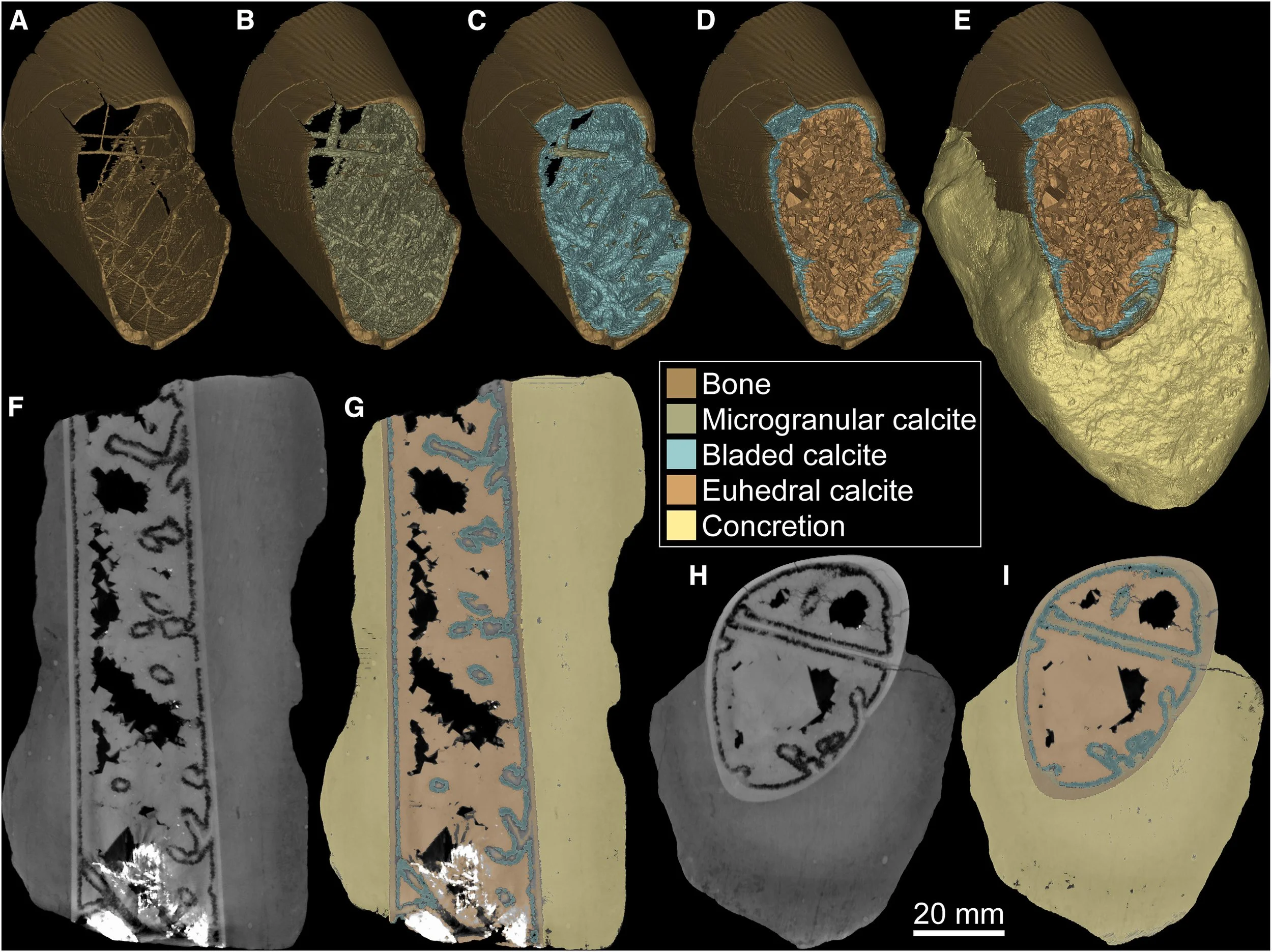 Reconstrucción tridimensional de la falange alar fósil del pterosaurio anhanguérido estudiado, junto con la concreción rocosa que la protegió durante 113 millones de años.