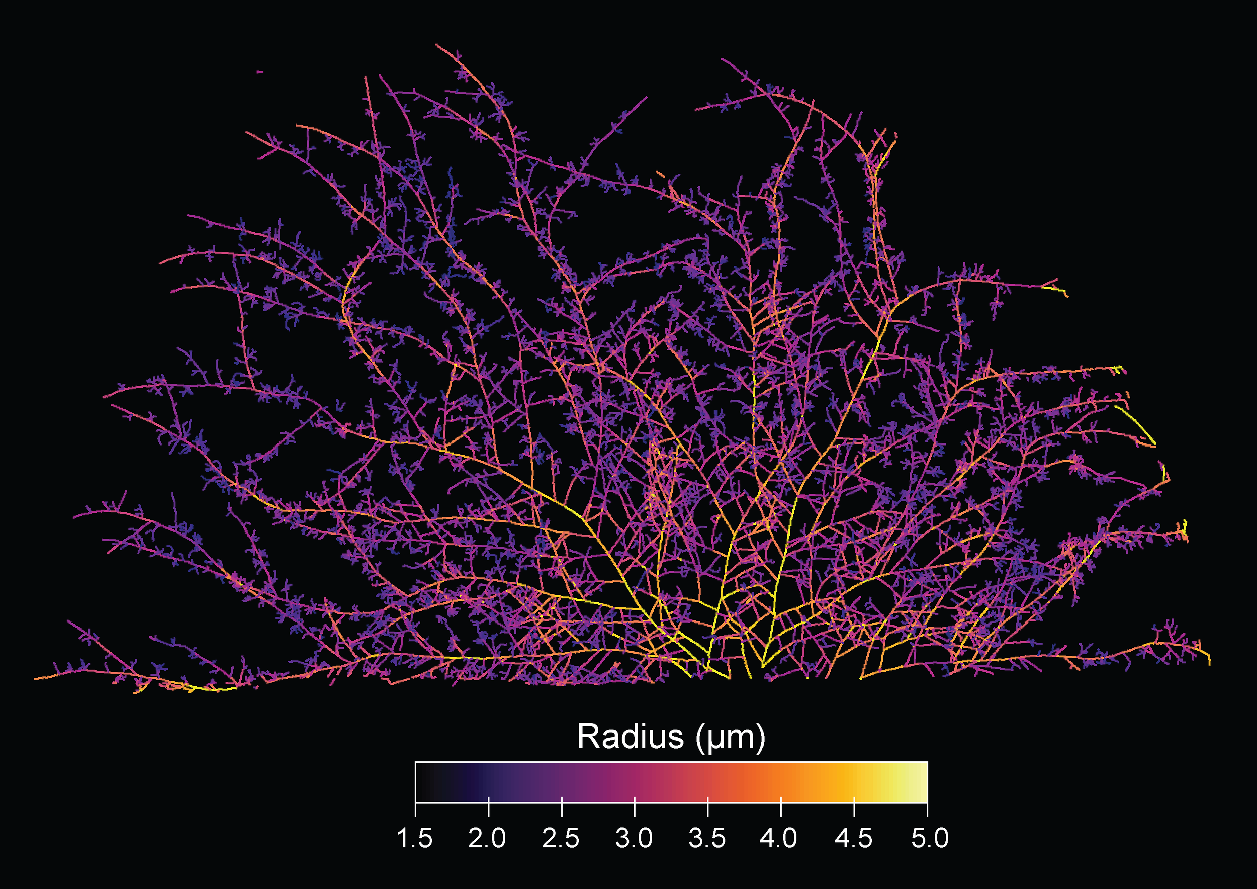 Reconstrucción de la arquitectura de un micelio fúngico, la intrincada red de filamentos que permite a los hongos explorar el suelo, transportar nutrientes y conectar las raíces de las plantas.