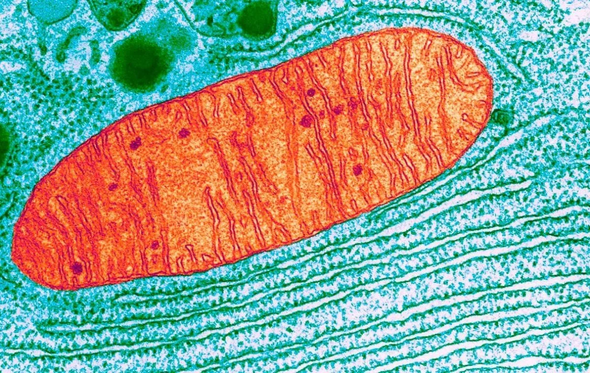 Además de producir energía, las mitocondrias intervienen en la muerte celular programada. Comprender cómo los tumores alteran su funcionamiento puede revelar nuevas vías para combatir el cáncer.