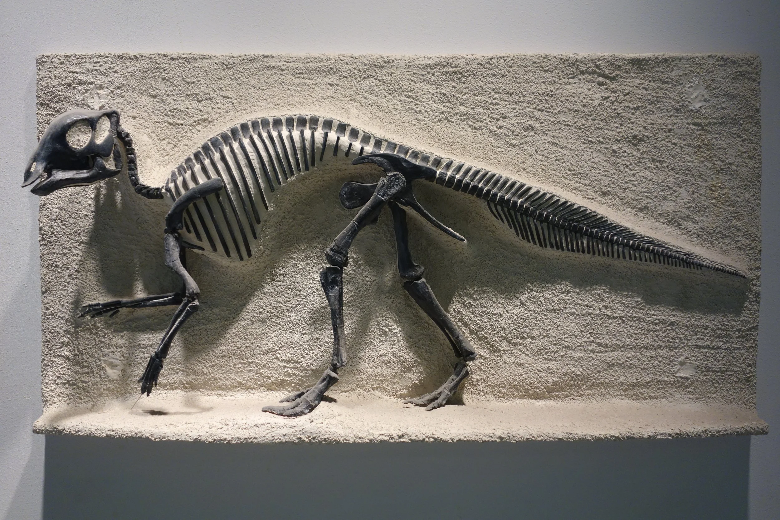 Reproducción del esqueleto de una cría de Maiasaura peeblesorum.