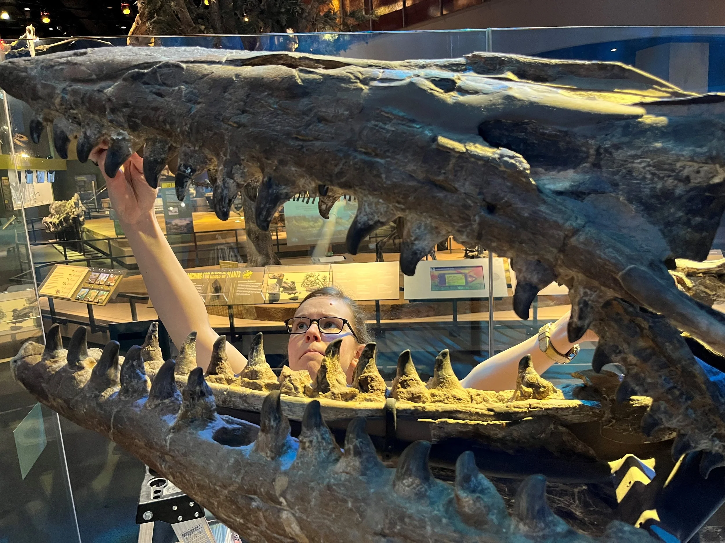 La paleontóloga Amelia Zietlow examina el esqueleto holotipo de Tylosaurus rex (PMNS 8029) en el Museo Perot de Naturaleza y Ciencia de Dallas, donde se conserva uno de los fósiles clave para identificar esta nueva especie de mosasaurio gigante.