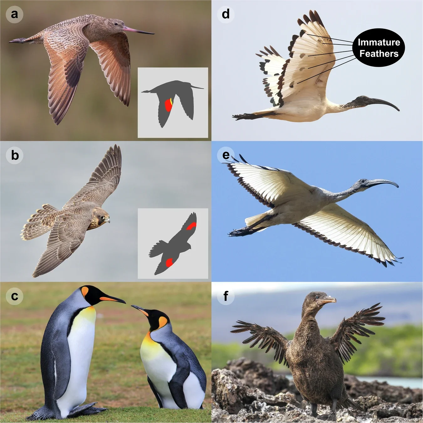 Comparación de alas y muda en aves actuales.