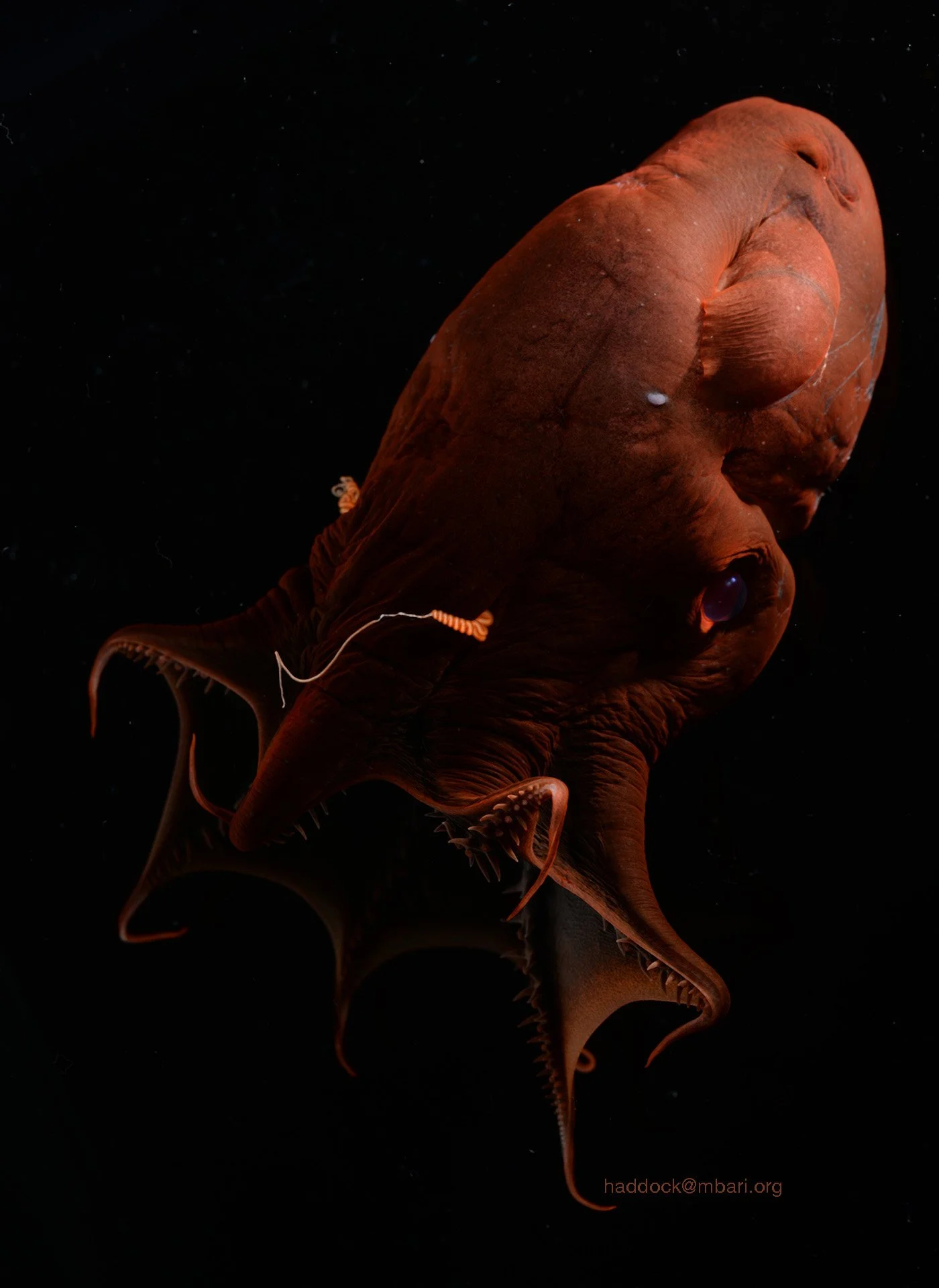 El calamar vampiro (Vampyroteuthis), una de las criaturas más enigmáticas de las profundidades, ilustra hasta qué punto la evolución ha generado formas de vida y sistemas nerviosos radicalmente distintos.