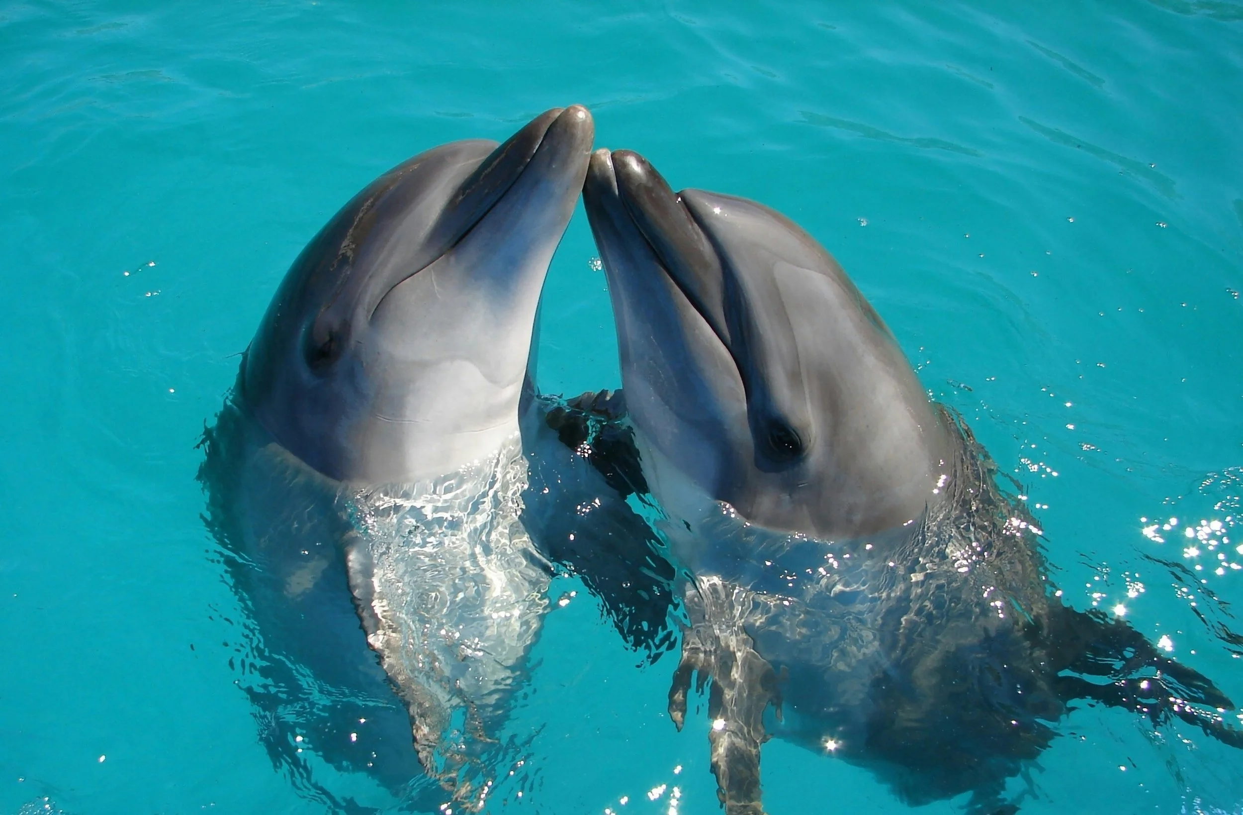 Dos delfines intercambian sus característicos silbidos de firma, unas vocalizaciones únicas que los científicos consideran el ejemplo más sólido conocido de nombres en el reino animal.