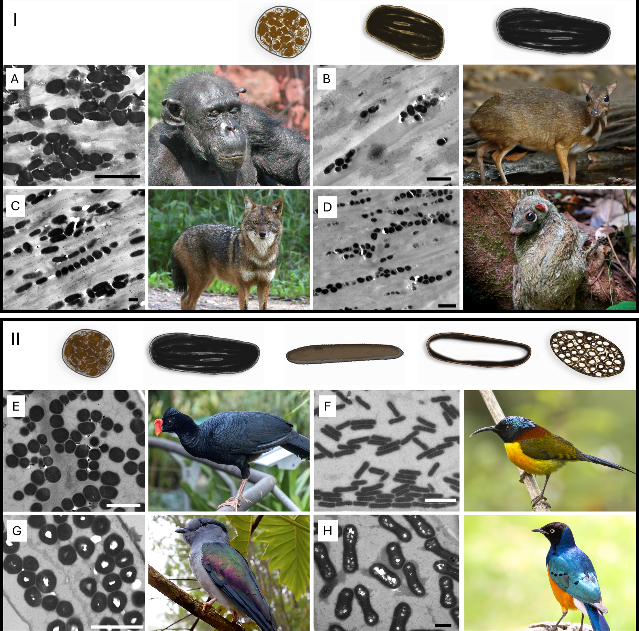 Comparativa de la diversidad de melanosomas en mamíferos (I) y aves (II): mientras en los mamíferos predominan formas sólidas, esféricas o alargadas (A–D), en las aves aparecen también melanosomas huecos y estructurados (E–H)-