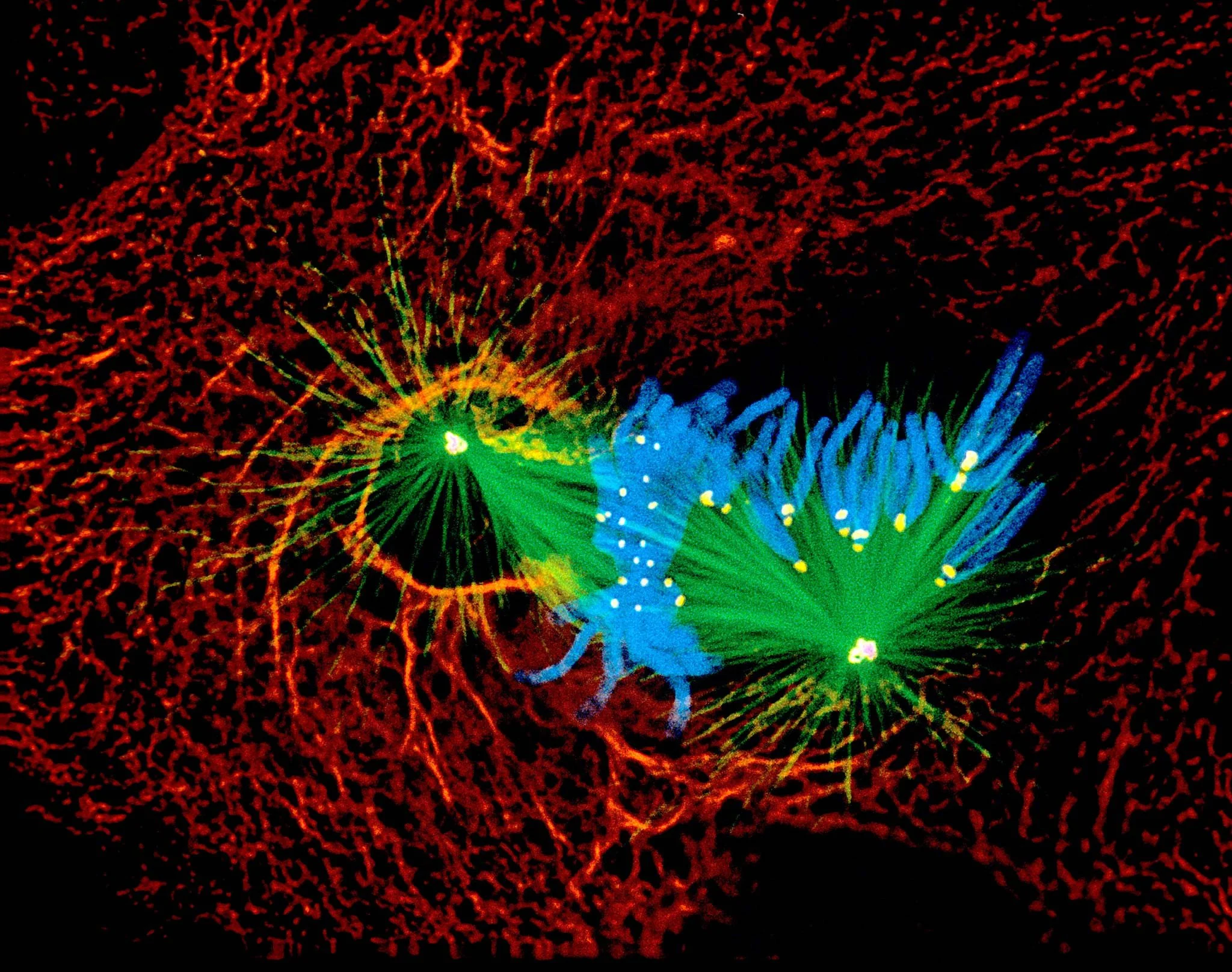 Célula pulmonar de tritón en mitosis, donde se distinguen estructuras clave del proceso de división celular.